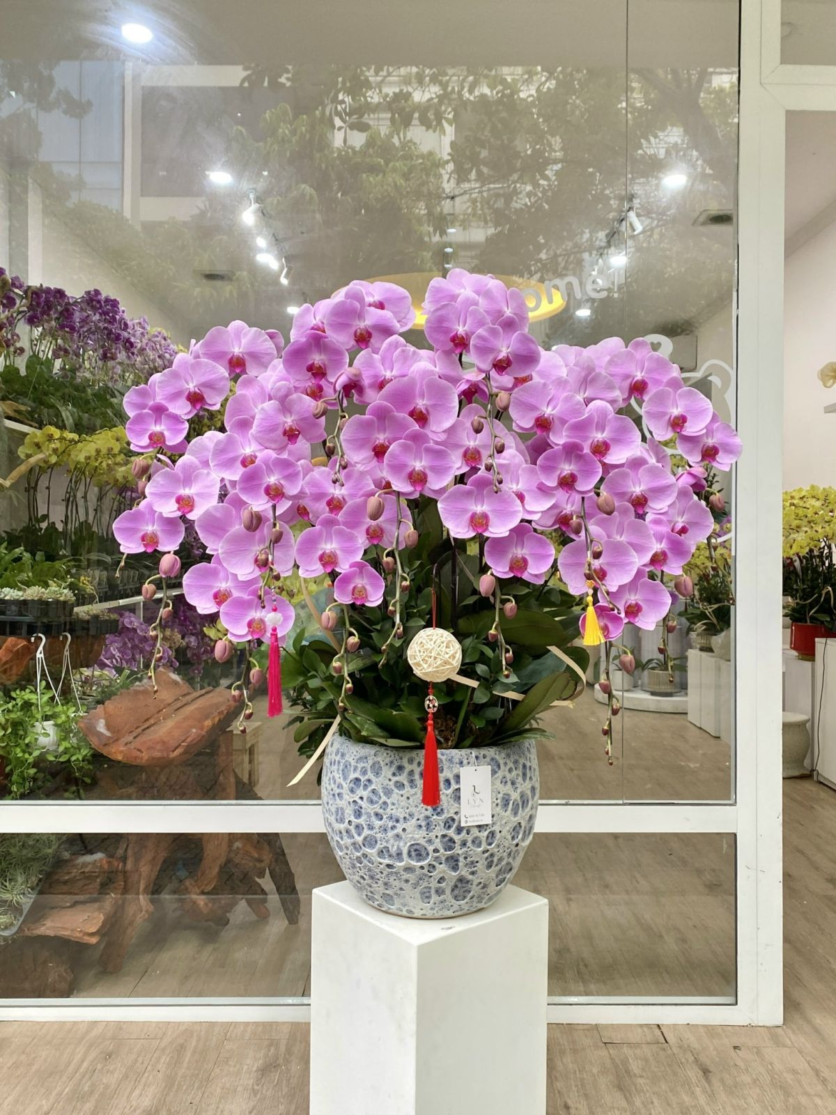 Chậu Hoa Lan Hồng 243